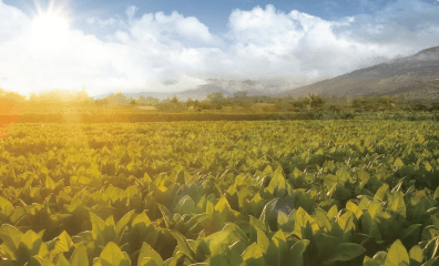 巴西的烟叶特点鲜明,巴西烟叶的颜色多为桔黄色,这种颜色通常代表着烟叶的成熟度高,品质优良。巴西烟叶的组织结构疏松,有利于烟叶的燃烧和烟雾的释放。巴西烟叶的烟碱含量较高,这使得其香气浓郁,烟气厚实感好,丰满度佳。同时,烟碱也是评价烟叶品质的重要指标之一。