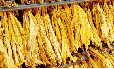 巴西煙葉的化學成分比例協調,這有助于提升卷煙的口感和品質。巴西煙葉香氣足,氣味舒適,具有獨特的香氣品質,濃馥而優雅,細膩而豐滿。這些特點使得巴西煙葉在卷煙制造中具有很高的價值。津巴布韋煙葉以其獨有的“焦甜香”著稱,這種香氣飄逸感強,雜氣和刺激性小,使得其在卷煙配方中的調香、調味效果極佳。