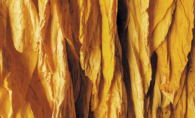 津巴布韋煙葉的香氣醇和、協調濃郁,煙氣質感強,煙香豐滿,爲消費者提供了優質的嗅覺體驗。津巴布韋煙葉的色澤柔潤金黃,外觀優美,是高端卷煙的主要原料之壹。津巴布韋煙葉的均勻度、整齊度、壹致性較高,這得益于其規模化種植和嚴格的生産管理。